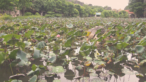 Plants and trees in park