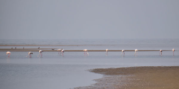 Flamingo on sea shore against clear sky