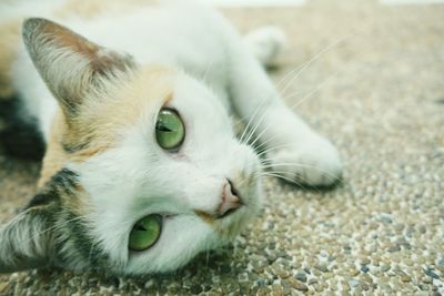 Close-up of a cat