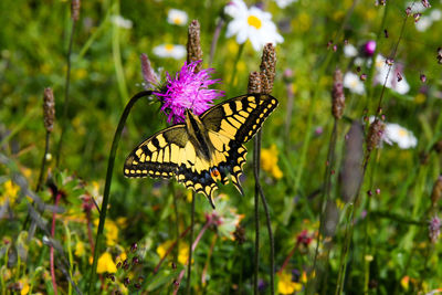 Butterfly on purple flower