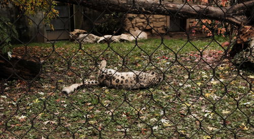 View of an animal on field