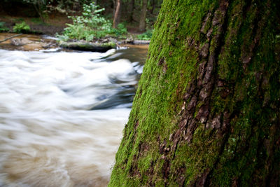 Close-up of moss growing on tree trunk