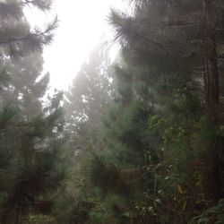 Low angle view of trees in forest