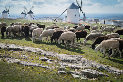 Sheep grazing on landscape against traditional windmills