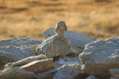 Close-up of bird perching on rock