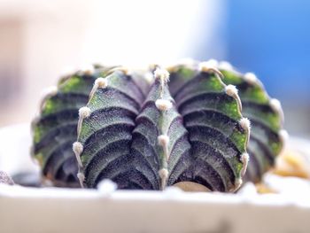 Close-up of pine cone