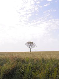 Scenic view of grassy field against sky