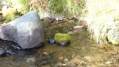 Water flowing in shallow water