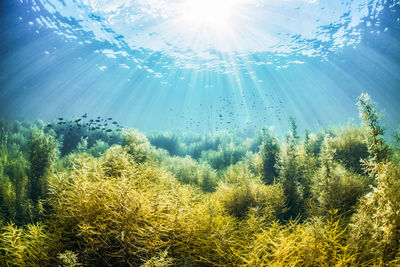 Low angle view of sunlight streaming through trees
