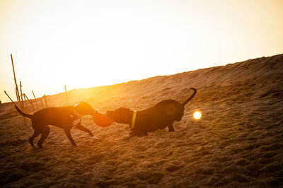 View of a horse on landscape against the sky