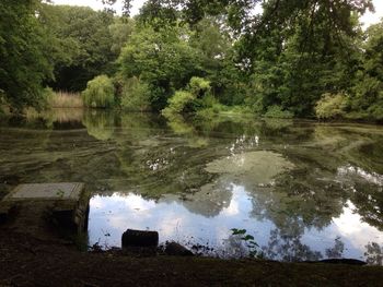 Reflection of trees in water