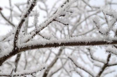 Close-up of frozen tree during winter