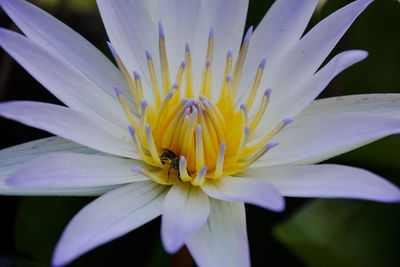 Close-up of water lily