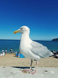 Seagull at beach against sky