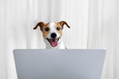 Happy dog with laptop in white home