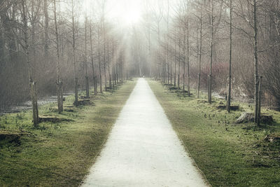 Footpath amidst trees in forest