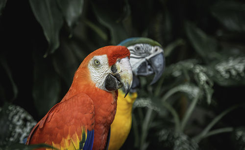 Close-up of parrot perching on leaf