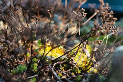 Close-up of dry plant on field