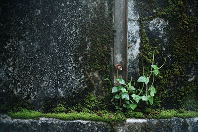 Close-up of ivy growing on wall