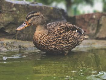 Close-up of duck swimming in lake