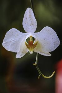 Close-up of white orchid