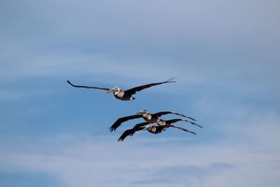 Low angle view of bird flying in sky