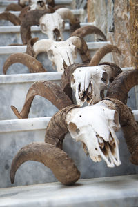 Close-up of animal skull