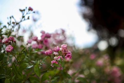 Close-up of pink flowers