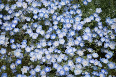 Close-up of fresh white flowers