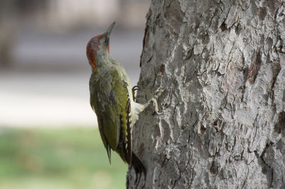 Close-up of bird perching on tree trunk