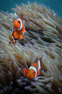 Nemo clownfish