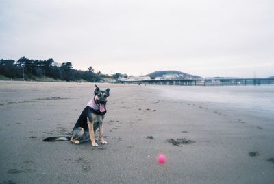 Dog. sitting on beach