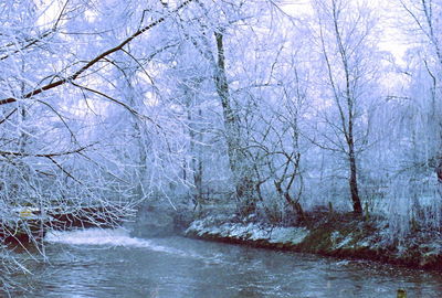 Bare trees by river