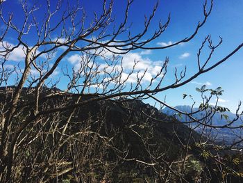 Low angle view of bare tree against sky