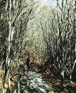 Bare trees in park