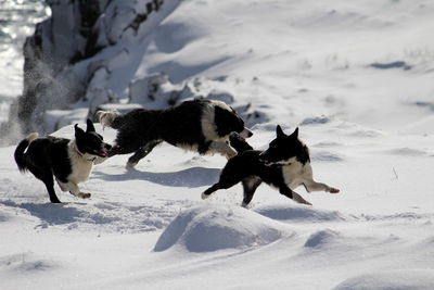 Dogs running on snow field