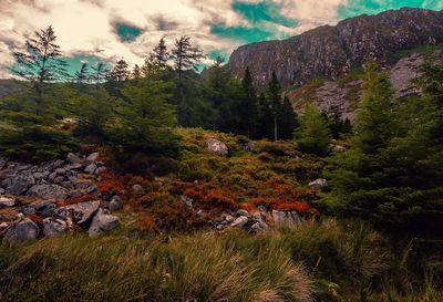 Scenic view of forest against sky during autumn