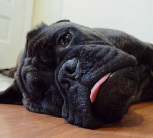 Close-up of dog resting at home