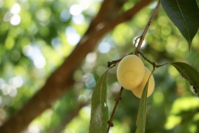 Close-up of fruit growing on tree