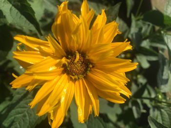 Close-up of yellow flowering plant