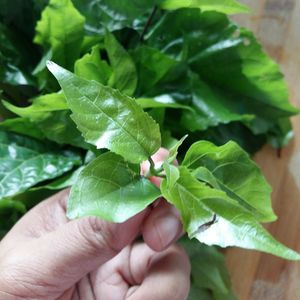 Close-up of cropped hand holding plant