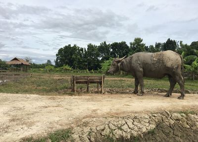 Elephant in a field