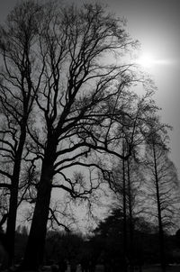 Low angle view of bare trees against sky