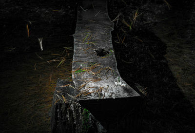 Close-up of tree trunk at night