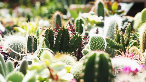 Close-up of prickly pear cactus