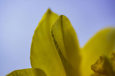 Close-up of yellow flower against clear sky