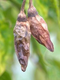 Close-up of dry leaf hanging on plant