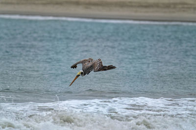 Seagulls flying over sea