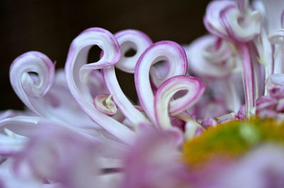 Close-up of pink flowers