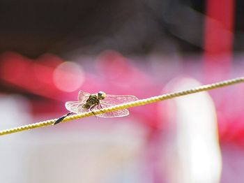 Close-up of insect on flower